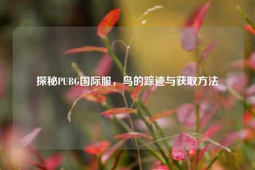 探秘PUBG国际服,鸟的踪迹与获取方法